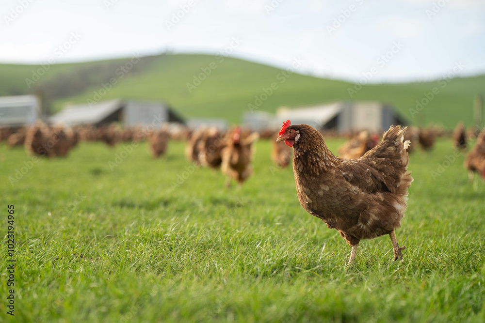 chicken